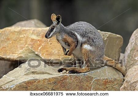 Yellow-footed rock-wallaby (Petrogale xanthopus), adult, on rocks, alert, South Australia, Australia, Oceania View Large Photo Image Stock Photography - Yellow-footed rock-wallaby (Petrogale xanthopus), adult, on rocks, alert, South Australia, Australia, Oceania. Fotosearch