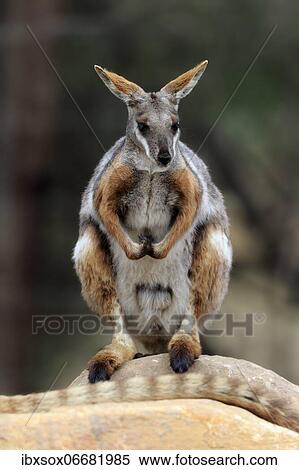 Stock Photography - Yellow-footed rock-wallaby (Petrogale xanthopus), adult, rock, alert, South Australia, Australia, Oceania. Fotosearch
