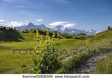 Stock Photo - Yellow gentian, Schynige Platte, mountain top at the back, Jungfrau region, Grindelwald, Canton Bern, Switzerland, Europe. Fotosearch