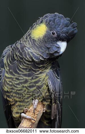 Stock Image - Yellow-tailed black cockatoo (Calyptorhynchus funereus), adult, portrait, Kangaroo Island, South Australia, Australia, Oceania. Fotosearch