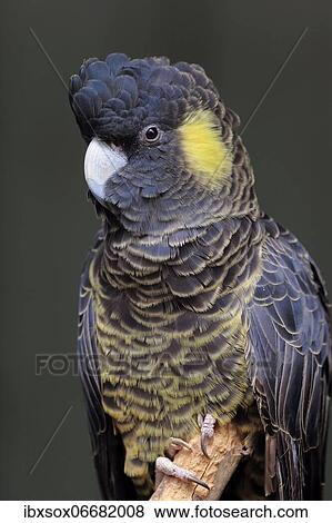 Stock Photo - Yellow-tailed black cockatoo (Calyptorhynchus funereus), adult, portrait, Kangaroo Island, South Australia, Australia, Oceania. Fotosearch