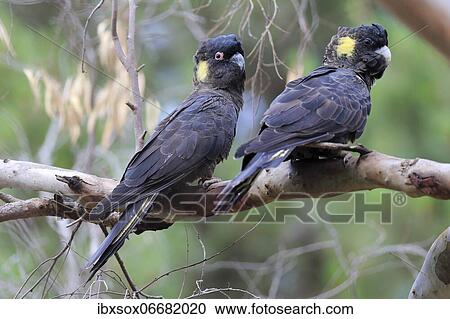 Stock Image - Yellow-tailed black cockatoos (Calyptorhynchus funereus), adult, pair sitting on tree, Kangaroo Island, South Australia, Australia, Oceania. Fotosearch