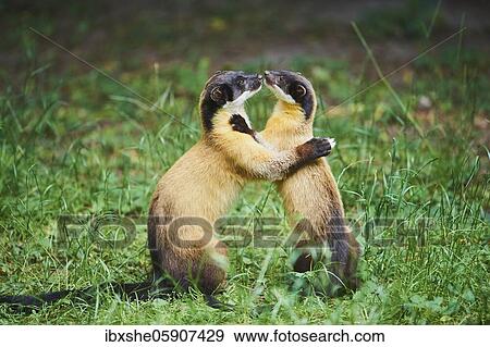 Yellow-throated marten (Martes flavigula), playing in grass, captive, native to Asia View Large Photo Image Stock Photo - Yellow-throated marten (Martes flavigula), playing in grass, captive, native to Asia. Fotosearch