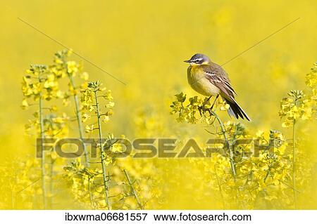 Yellow wagtail (Motacilla flava) sitting on rape blossom, Hesse, Germany, Europe View Large Photo Image Stock Photo - Yellow wagtail (Motacilla flava) sitting on rape blossom, Hesse, Germany, Europe. Fotosearch