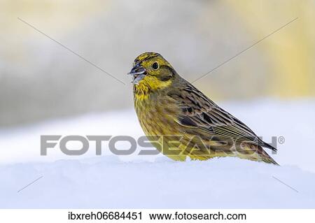Yellowhammer (Emberiza citrinella), sitting on snow-covered ground in winter, Terfens, Tyrol, Austria, Europe View Large Photo Image Stock Image - Yellowhammer (Emberiza citrinella), sitting on snow-covered ground in winter, Terfens, Tyrol, Austria, Europe. Fotosearch