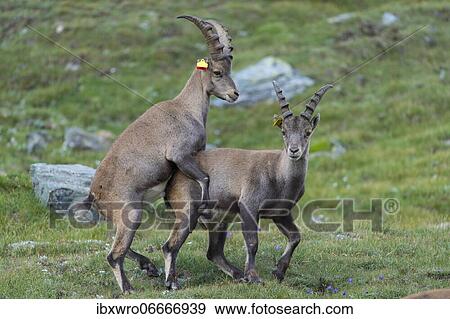 Young alpine ibex (Capra ibex), ibex, playful, mountain, Alps, Hohe Tauern National Park, Austria, Europe View Large Photo Image Stock Photo - Young alpine ibex (Capra ibex), ibex, playful, mountain, Alps, Hohe Tauern National Park, Austria, Europe. Fotosearch