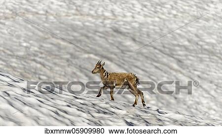 Young alpine ibex (Capra ibex) in the change of coat running over snowfield, Mont Blanc massif, Chamonix, France, Europe View Large Photo Image Stock Image - Young alpine ibex (Capra ibex) in the change of coat running over snowfield, Mont Blanc massif, Chamonix, France, Europe. Fotosearch