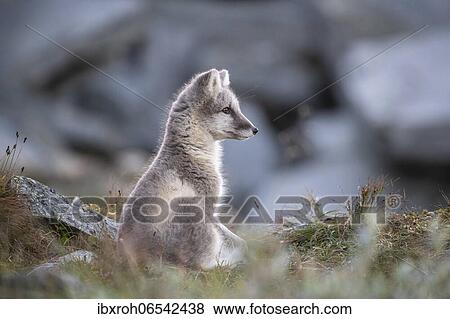 Young arctic fox (Vulpes lagopus), Dovrefjell-Sunndalsfjella National Park, Norway, Europe View Large Photo Image Stock Photo - Young arctic fox (Vulpes lagopus), Dovrefjell-Sunndalsfjella National Park, Norway, Europe. Fotosearch