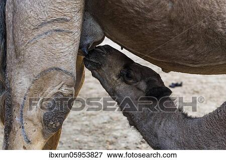 Young camel drinking at her mother, Ennedi plateau, Chad, Africa View Large Photo Image Stock Photo - Young camel drinking at her mother, Ennedi plateau, Chad, Africa. Fotosearch