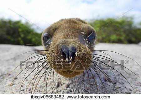 Young Galapagos sea lion (Zalophus wollebaeki), detail nose and whiskers, San Christobal Island, Galapagos, Ecuador, South America View Large Photo Image Stock Image - Young Galapagos sea lion (Zalophus wollebaeki), detail nose and whiskers, San Christobal Island, Galapagos, Ecuador, South America. Fotosearch