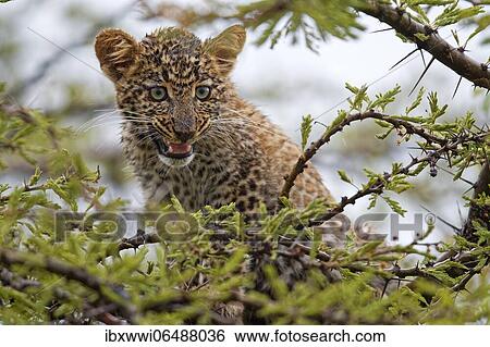 Young leopard (Panthera pardus) in a tree, Massai-Mara, Kenya, Africa View Large Photo Image Stock Photograph - Young leopard (Panthera pardus) in a tree, Massai-Mara, Kenya, Africa. Fotosearch