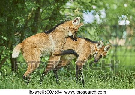 Young Maned wolf (Chrysocyon brachyurus) playing at a forest glade, captive, incidence in south america View Large Photo Image Picture - Young Maned wolf (Chrysocyon brachyurus) playing at a forest glade, captive, incidence in south america. Fotosearch