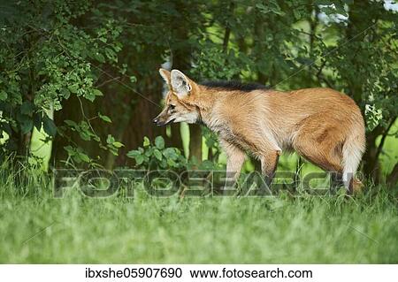Young Maned wolf (Chrysocyon brachyurus) at a forest glade, captive, incidence in south america View Large Photo Image Stock Image - Young Maned wolf (Chrysocyon brachyurus) at a forest glade, captive, incidence in south america. Fotosearch