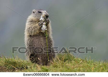 Young marmot (Marmota marmota) eating flower in the Alps, Hohe Tauern National Park, Austria, Europe View Large Photo Image Picture - Young marmot (Marmota marmota) eating flower in the Alps, Hohe Tauern National Park, Austria, Europe. Fotosearch