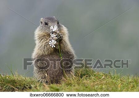 Young marmot (Marmota marmota) eating flower in the Alps, Hohe Tauern National Park, Austria, Europe View Large Photo Image Stock Image - Young marmot (Marmota marmota) eating flower in the Alps, Hohe Tauern National Park, Austria, Europe. Fotosearch