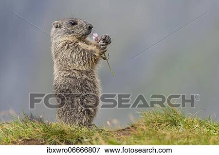 Young marmot (Marmota marmota) eating flower in the Alps, Hohe Tauern National Park, Austria, Europe View Large Photo Image Stock Photo - Young marmot (Marmota marmota) eating flower in the Alps, Hohe Tauern National Park, Austria, Europe. Fotosearch