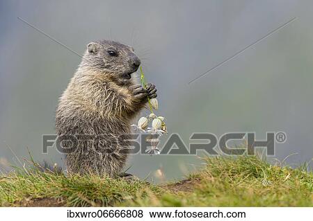 Young marmot (Marmota marmota) eating flower in the Alps, Hohe Tauern National Park, Austria, Europe View Large Photo Image Stock Photo - Young marmot (Marmota marmota) eating flower in the Alps, Hohe Tauern National Park, Austria, Europe. Fotosearch