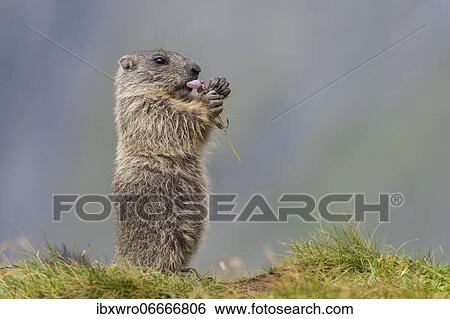 Young marmot (Marmota marmota) eating flower in the Alps, Hohe Tauern National Park, Austria, Europe View Large Photo Image Stock Photograph - Young marmot (Marmota marmota) eating flower in the Alps, Hohe Tauern National Park, Austria, Europe. Fotosearch