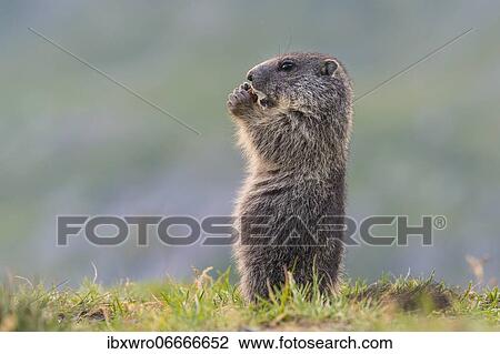 Young marmot (Marmota marmota) in the Alps, Hohe Tauern National Park, Austria, Europe View Large Photo Image Stock Image - Young marmot (Marmota marmota) in the Alps, Hohe Tauern National Park, Austria, Europe. Fotosearch