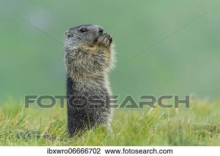 Young marmot (Marmota marmota) in the Alps, Hohe Tauern National Park, Austria, Europe View Large Photo Image Stock Image - Young marmot (Marmota marmota) in the Alps, Hohe Tauern National Park, Austria, Europe. Fotosearch