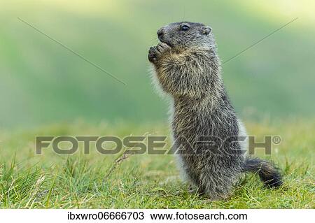 Young marmot (Marmota marmota) in the Alps, Hohe Tauern National Park, Austria, Europe View Large Photo Image Stock Image - Young marmot (Marmota marmota) in the Alps, Hohe Tauern National Park, Austria, Europe. Fotosearch