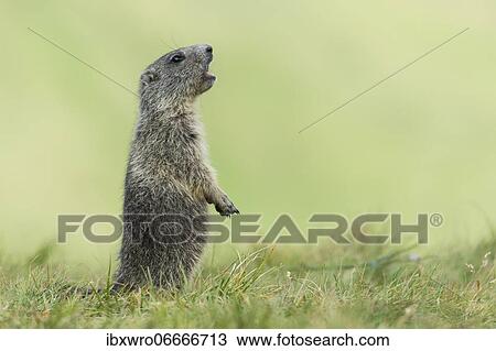 Young marmot (Marmota marmota) in the Alps, Hohe Tauern National Park, Austria, Europe View Large Photo Image Stock Image - Young marmot (Marmota marmota) in the Alps, Hohe Tauern National Park, Austria, Europe. Fotosearch