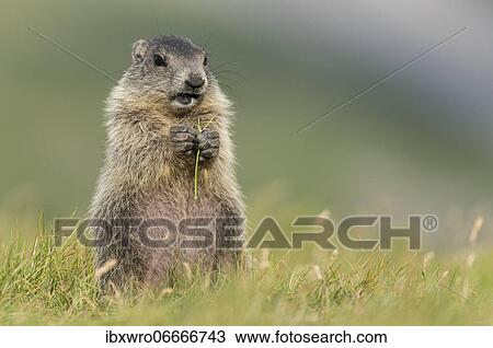 Stock Image - Young marmot (Marmota marmota) in the Alps, eating flower, Hohe Tauern National Park, Austria, Europe. Fotosearch