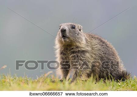 Young marmot (Marmota marmota) in the Alps, Hohe Tauern National Park, Austria, Europe View Large Photo Image Stock Photo - Young marmot (Marmota marmota) in the Alps, Hohe Tauern National Park, Austria, Europe. Fotosearch
