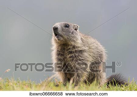 Young marmot (Marmota marmota) in the Alps, Hohe Tauern National Park, Austria, Europe View Large Photo Image Stock Photo - Young marmot (Marmota marmota) in the Alps, Hohe Tauern National Park, Austria, Europe. Fotosearch