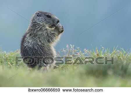 Young marmot (Marmota marmota) in the Alps, Hohe Tauern National Park, Austria, Europe View Large Photo Image Stock Photo - Young marmot (Marmota marmota) in the Alps, Hohe Tauern National Park, Austria, Europe. Fotosearch