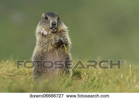 Young marmot (Marmota marmota) in the Alps, eating flower, Hohe Tauern National Park, Austria, Europe View Large Photo Image Stock Photo - Young marmot (Marmota marmota) in the Alps, eating flower, Hohe Tauern National Park, Austria, Europe. Fotosearch