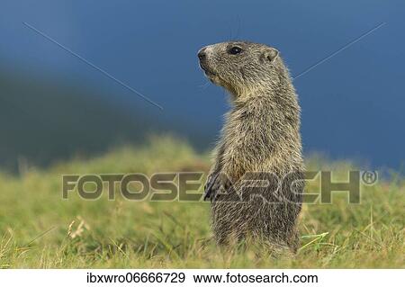 Young marmot (Marmota marmota) in the Alps, Hohe Tauern National Park, Austria, Europe View Large Photo Image Stock Photo - Young marmot (Marmota marmota) in the Alps, Hohe Tauern National Park, Austria, Europe. Fotosearch