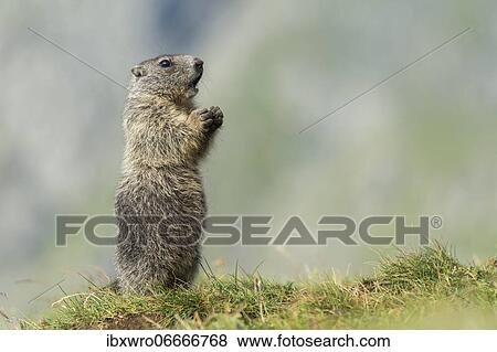 Young marmot (Marmota marmota) in the Alps, Hohe Tauern National Park, Austria, Europe View Large Photo Image Stock Photo - Young marmot (Marmota marmota) in the Alps, Hohe Tauern National Park, Austria, Europe. Fotosearch