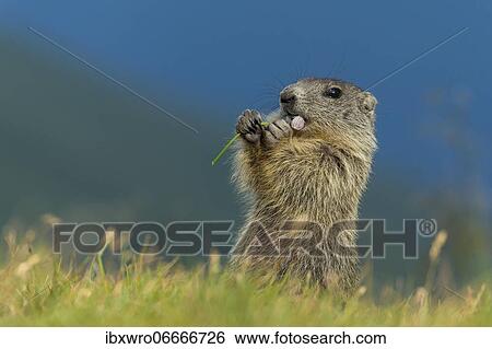 Stock Photograph - Young marmot (Marmota marmota) in the Alps, eating flower, Hohe Tauern National Park, Austria, Europe. Fotosearch
