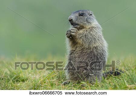 Stock Photography - Young marmot (Marmota marmota) in the Alps, Hohe Tauern National Park, Austria, Europe. Fotosearch
