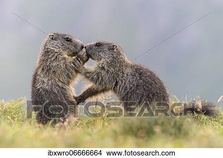 Picture - Young marmots (Marmota marmota) in the Alps, Hohe Tauern National Park, Austria, Europe. Fotosearch