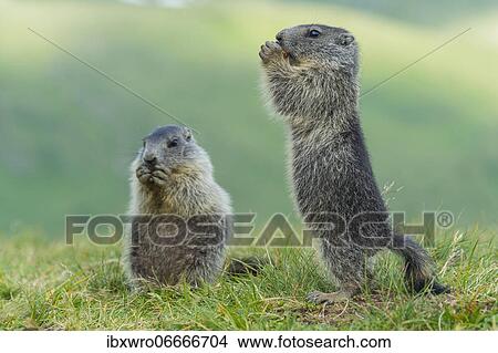 Picture - Young marmots (Marmota marmota) in the Alps, Hohe Tauern National Park, Austria, Europe. Fotosearch