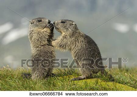 Young marmots (Marmota marmota) in the Alps, Hohe Tauern National Park, Austria, Europe View Large Photo Image Picture - Young marmots (Marmota marmota) in the Alps, Hohe Tauern National Park, Austria, Europe. Fotosearch