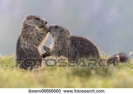 Young marmots (Marmota marmota) in the Alps, Hohe Tauern National Park, Austria, Europe View Large Photo Image Stock Image - Young marmots (Marmota marmota) in the Alps, Hohe Tauern National Park, Austria, Europe. Fotosearch