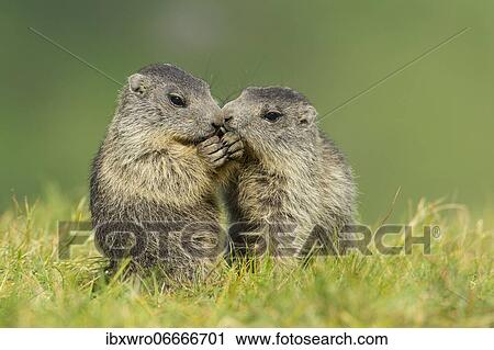 Young marmots (Marmota marmota) in the Alps, Hohe Tauern National Park, Austria, Europe View Large Photo Image Stock Image - Young marmots (Marmota marmota) in the Alps, Hohe Tauern National Park, Austria, Europe. Fotosearch