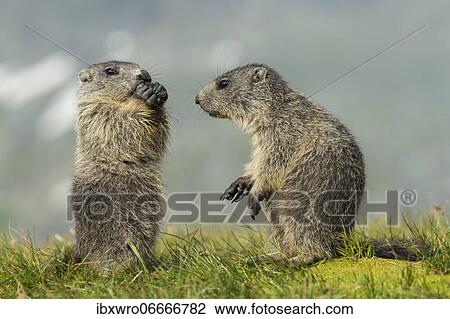 Young marmots (Marmota marmota) in the Alps, Hohe Tauern National Park, Austria, Europe View Large Photo Image Stock Image - Young marmots (Marmota marmota) in the Alps, Hohe Tauern National Park, Austria, Europe. Fotosearch