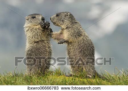 Young marmots (Marmota marmota) in the Alps, Hohe Tauern National Park, Austria, Europe View Large Photo Image Stock Image - Young marmots (Marmota marmota) in the Alps, Hohe Tauern National Park, Austria, Europe. Fotosearch