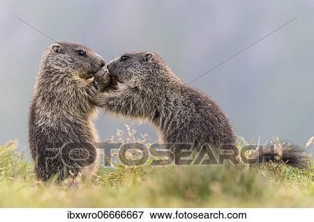 Young marmots (Marmota marmota) in the Alps, Hohe Tauern National Park, Austria, Europe View Large Photo Image Stock Photo - Young marmots (Marmota marmota) in the Alps, Hohe Tauern National Park, Austria, Europe. Fotosearch
