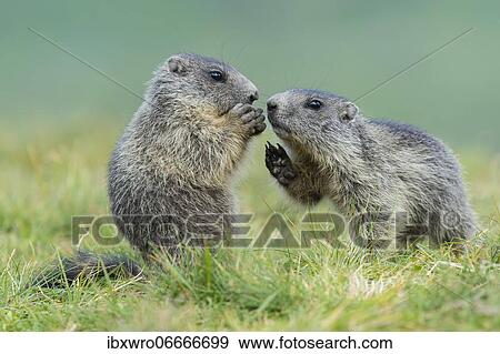 Young marmots (Marmota marmota) in the Alps, Hohe Tauern National Park, Austria, Europe View Large Photo Image Stock Photo - Young marmots (Marmota marmota) in the Alps, Hohe Tauern National Park, Austria, Europe. Fotosearch