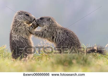 Stock Photograph - Young marmots (Marmota marmota) in the Alps, Hohe Tauern National Park, Austria, Europe. Fotosearch