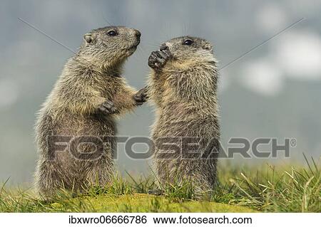 Stock Photograph - Young marmots (Marmota marmota) in the Alps, Hohe Tauern National Park, Austria, Europe. Fotosearch