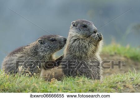 Young marmots (Marmota marmota) in the Alps, Hohe Tauern National Park, Austria, Europe View Large Photo Image Stock Photography - Young marmots (Marmota marmota) in the Alps, Hohe Tauern National Park, Austria, Europe. Fotosearch
