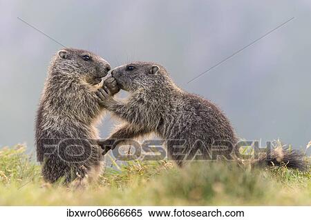 Young marmots (Marmota marmota) in the Alps, Hohe Tauern National Park, Austria, Europe View Large Photo Image Stock Photography - Young marmots (Marmota marmota) in the Alps, Hohe Tauern National Park, Austria, Europe. Fotosearch