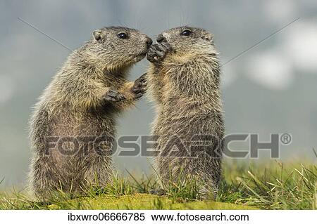 Young marmots (Marmota marmota) in the Alps, Hohe Tauern National Park, Austria, Europe View Large Photo Image Stock Photography - Young marmots (Marmota marmota) in the Alps, Hohe Tauern National Park, Austria, Europe. Fotosearch
