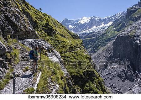 Young woman on hiking trail from Grindelwald to Schreckhornhütte, glacier Grindelwald-Fieschergletscher and summit of Walcherhorn, Bernese Oberland, Switzerland, Europe View Large Photo Image Picture - Young woman on hiking trail from Grindelwald to Schreckhornhütte, glacier Grindelwald-Fieschergletscher and summit of Walcherhorn, Bernese Oberland, Switzerland, Europe. Fotosearch